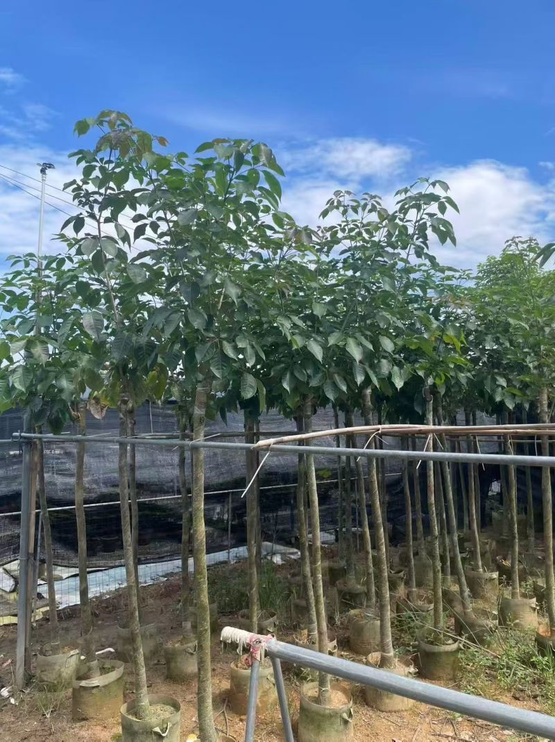 紫花风铃木3～4～5分