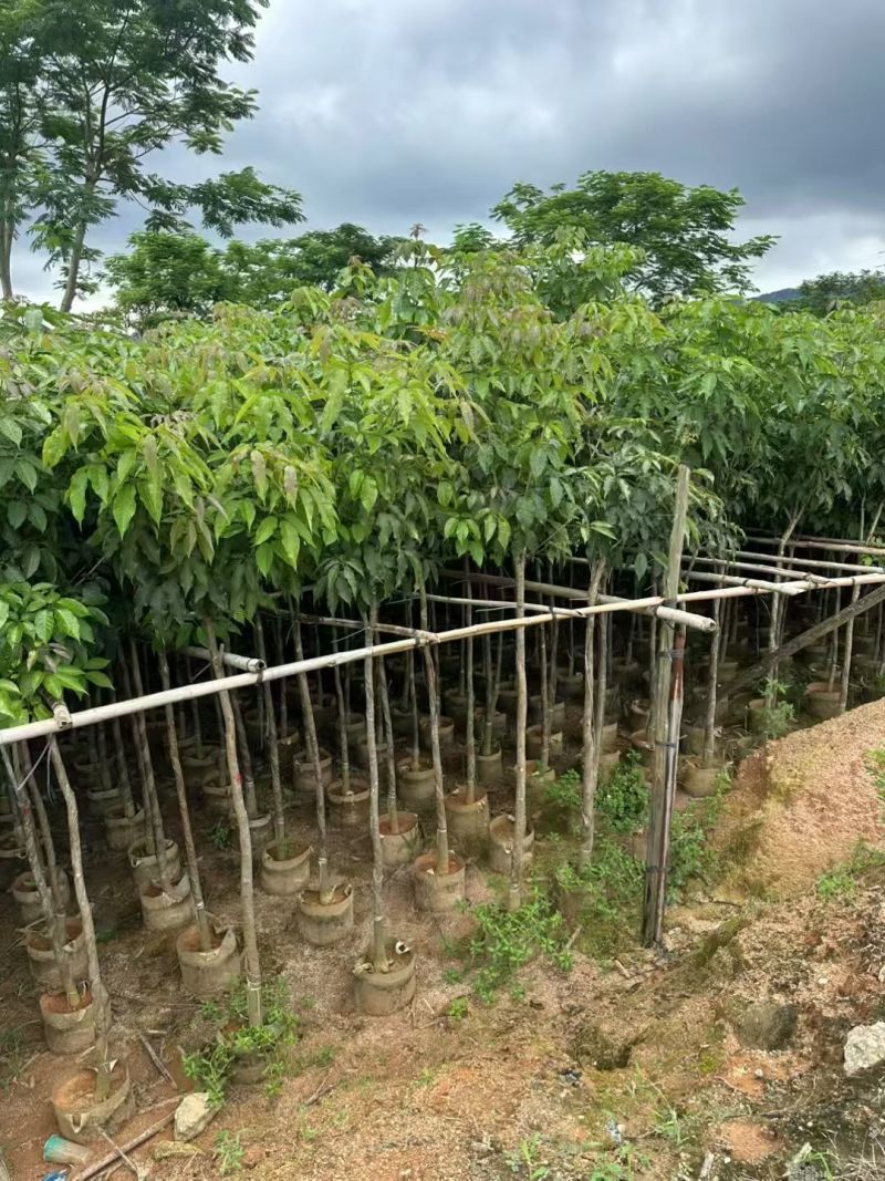 紫花风铃木3～4～5分