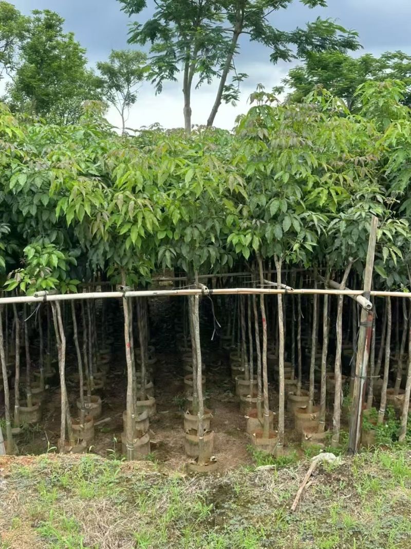 紫花风铃木3～4～5分