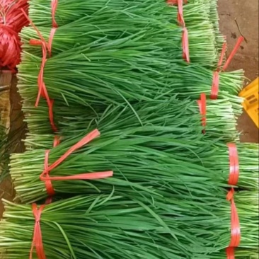 优质凌海韭菜头茬货源大量上市一手货源保质保量量大价优
