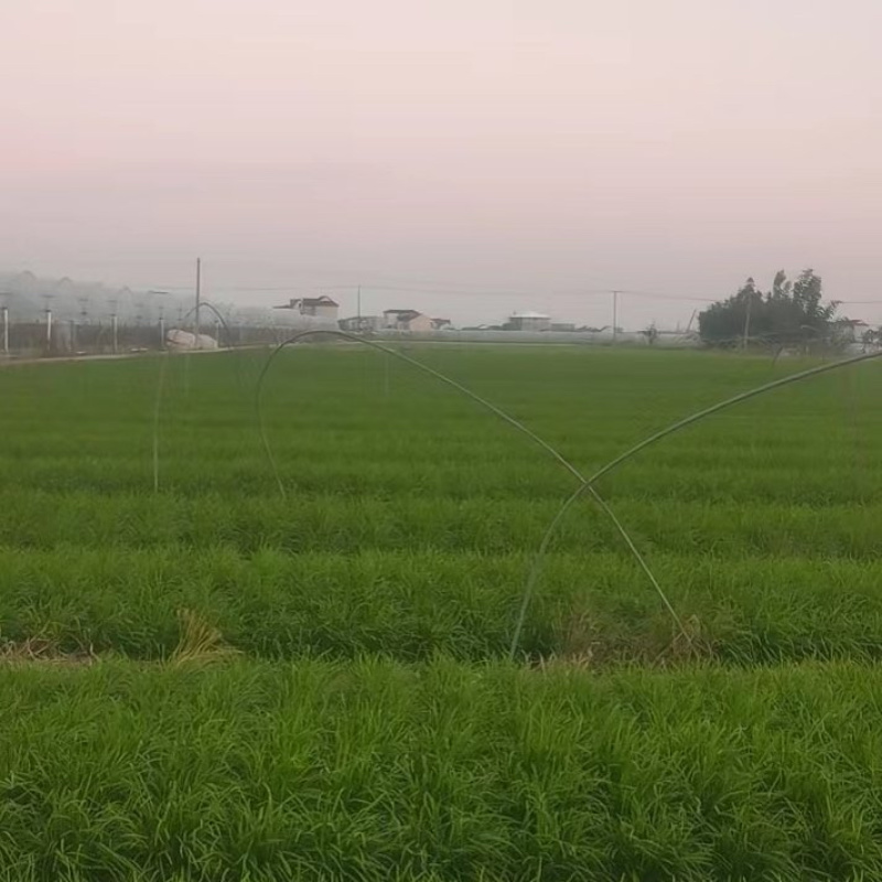 精品凌海韭菜大量上市一手货源产地直发保质保量诚信经营