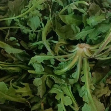 野生荠荠菜。荠菜，荠荠菜，现摘现发，保质保量，一手货源