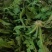 野生荠荠菜。荠菜，荠荠菜，现摘现发，保质保量，一手货源