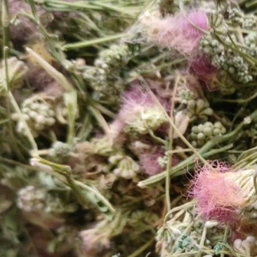 合欢花批发，干合欢花，一手货源，产地直发，量大从优