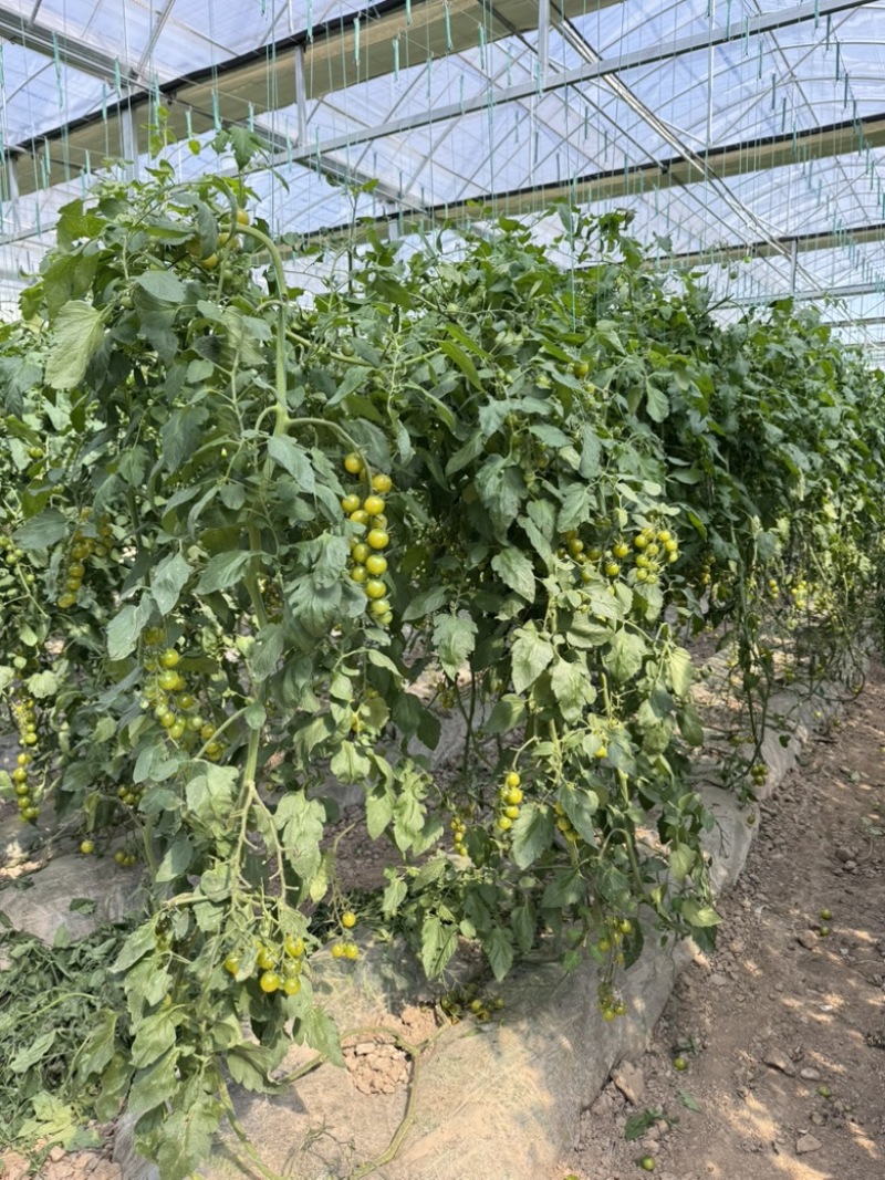 青霞66小番茄0农残上海地产基地直发香甜多汁