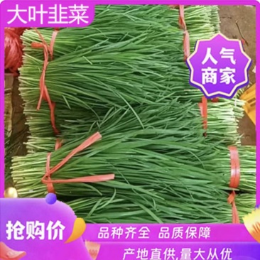 精品凌海韭菜大量上市一手货源产地直发保质保量诚信经营