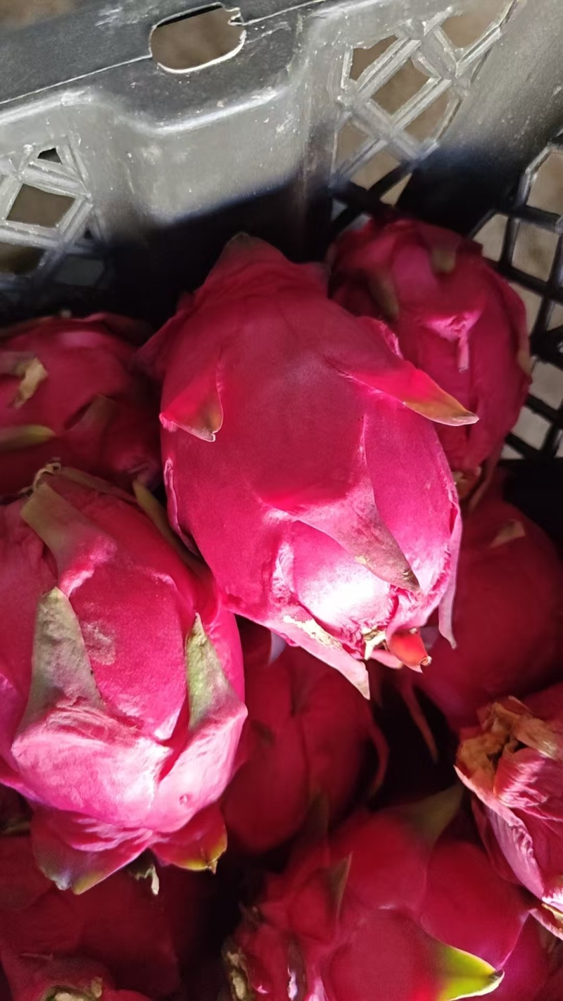 推荐火龙果蜜宝红心红肉产地一手货源量大从优供全国商