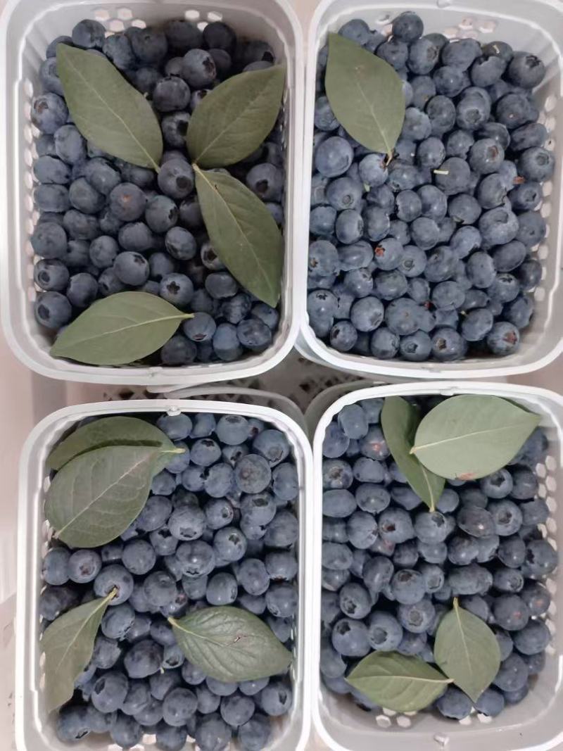 云南澄江L25蓝莓上市价格优惠欢迎来电洽谈价格优惠