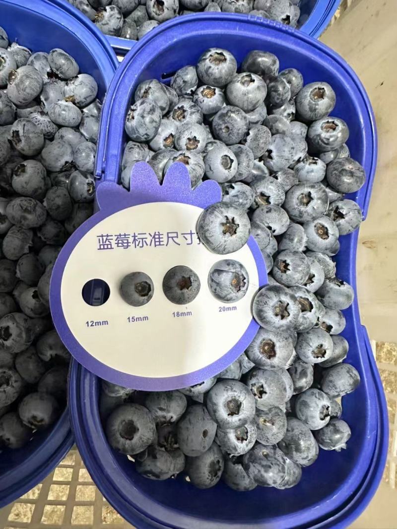 云南澄江L25蓝莓上市价格优惠欢迎来电洽谈价格优惠