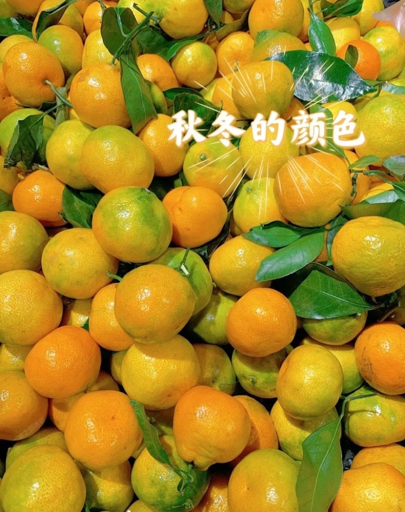 蜜橘湖北蜜橘口感甘甜供应电商商超档口一件代发