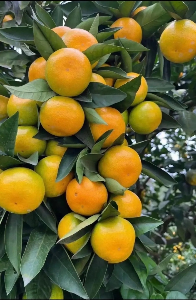 蜜橘湖北蜜橘口感甘甜供应电商商超档口一件代发