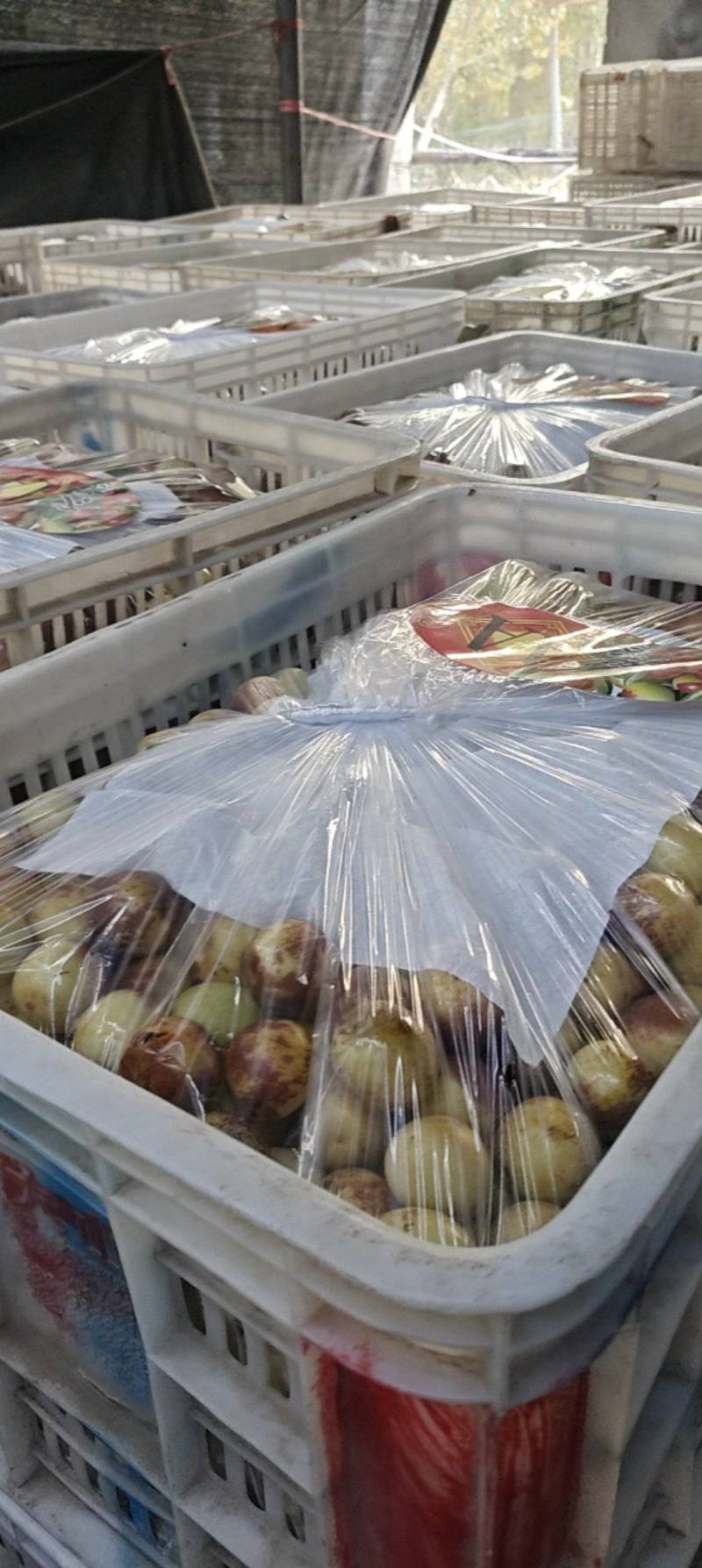 冬枣量大，装车发货