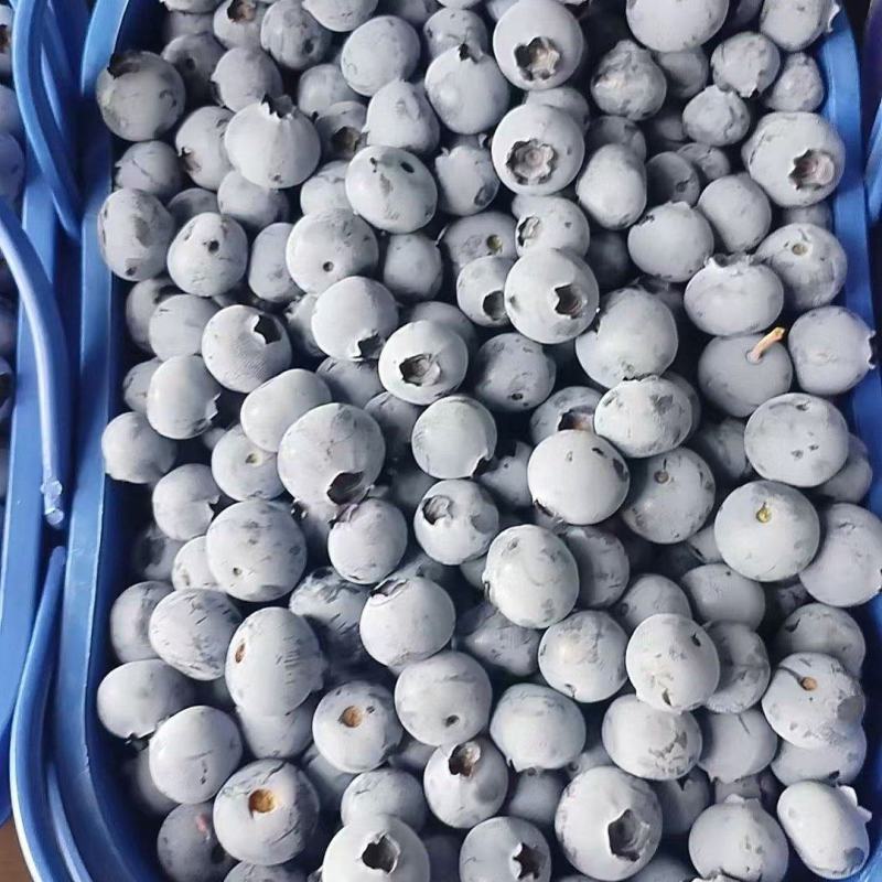 云南F6蓝莓对接全国新老客户品质保证欢迎来电洽谈