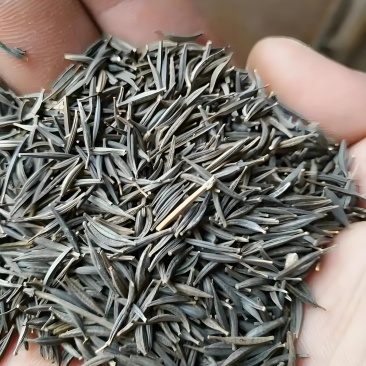高株波斯菊，自己种植的