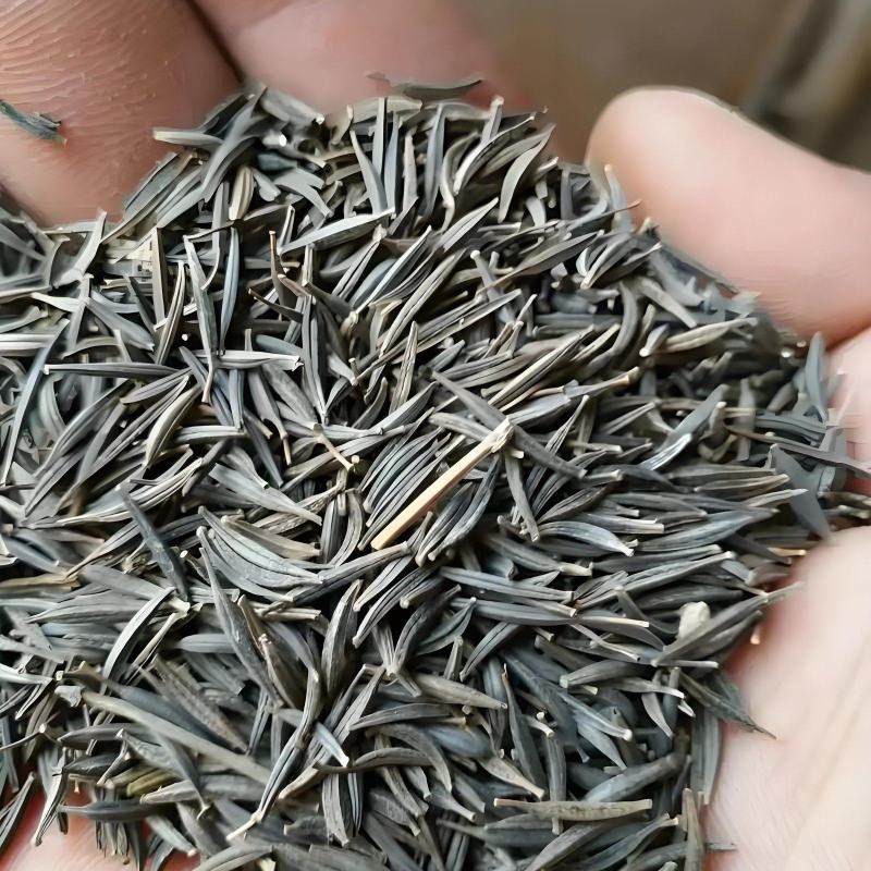 高株波斯菊，自己种植的