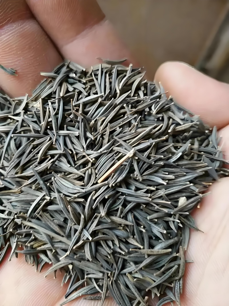 高株波斯菊，自己种植的