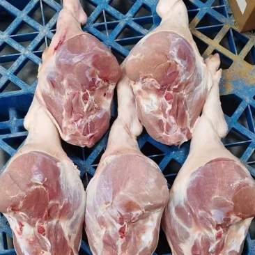 肥猪火腿