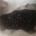 四川野生***九香虫清水货屁巴虫产地直发