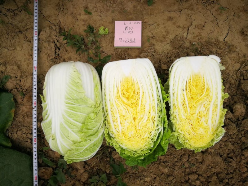 羞月626阿尔法君川美锦矮颗黄心春季优质黄心白菜
