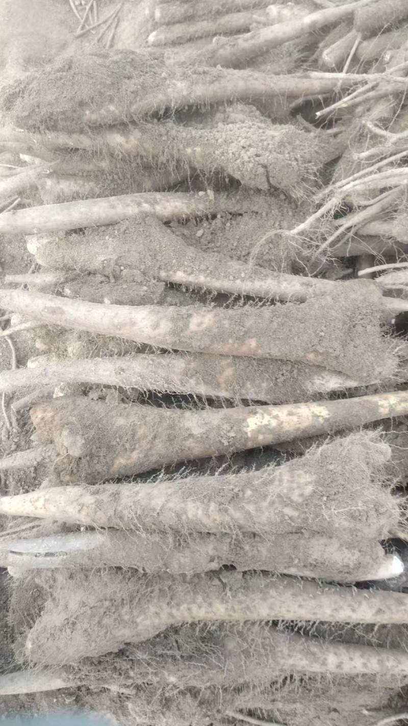 白玉山药，
