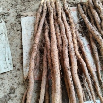 温县垆土铁棍山药精品405060货大量现货批发