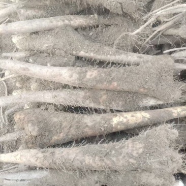 白玉山药，