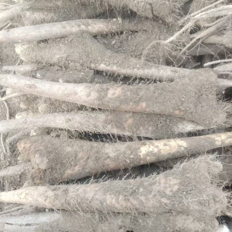 白玉山药，