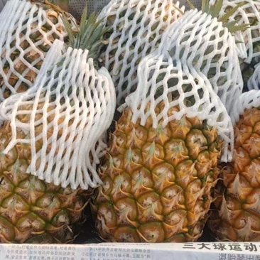 徐闻特色大红优质精品菠萝