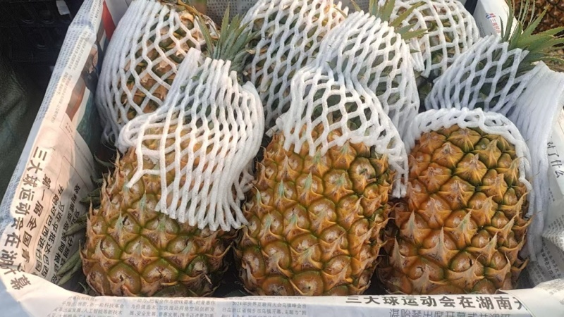 徐闻特色大红优质精品菠萝