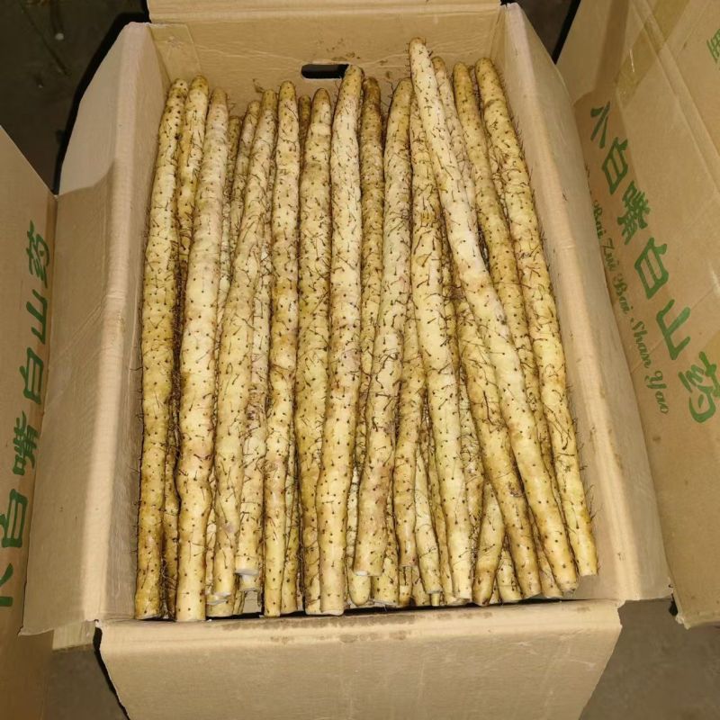 河北小白嘴山药高品质营养新鲜蔬菜山药蔬菜