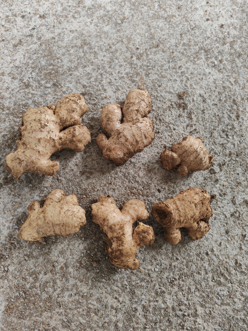 贵州老母姜出售