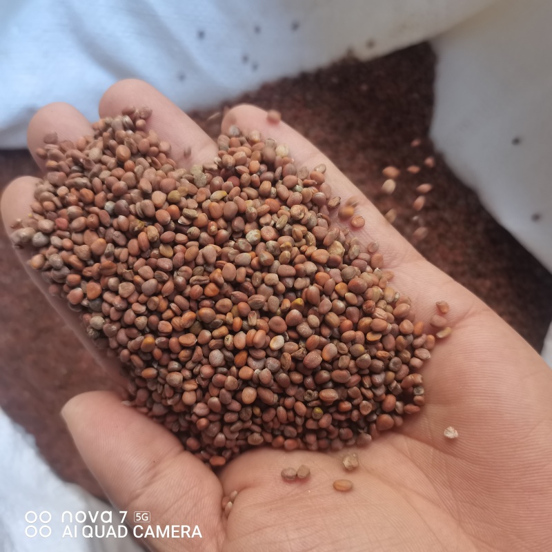 莱菔子生莱菔子炒莱菔子规格齐全支持一件代发