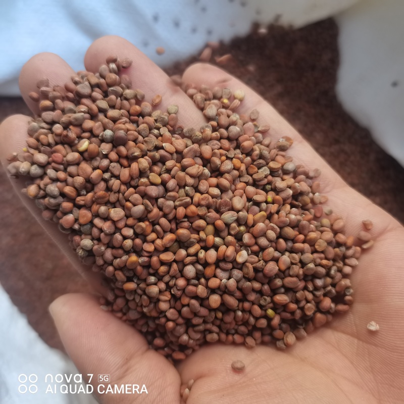 莱菔子生莱菔子炒莱菔子规格齐全支持一件代发