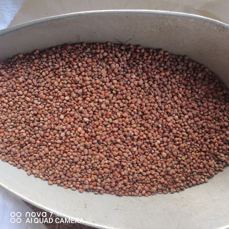 莱菔子生莱菔子炒莱菔子规格齐全支持一件代发