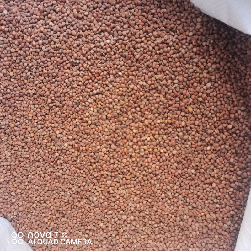 莱菔子生莱菔子炒莱菔子规格齐全支持一件代发