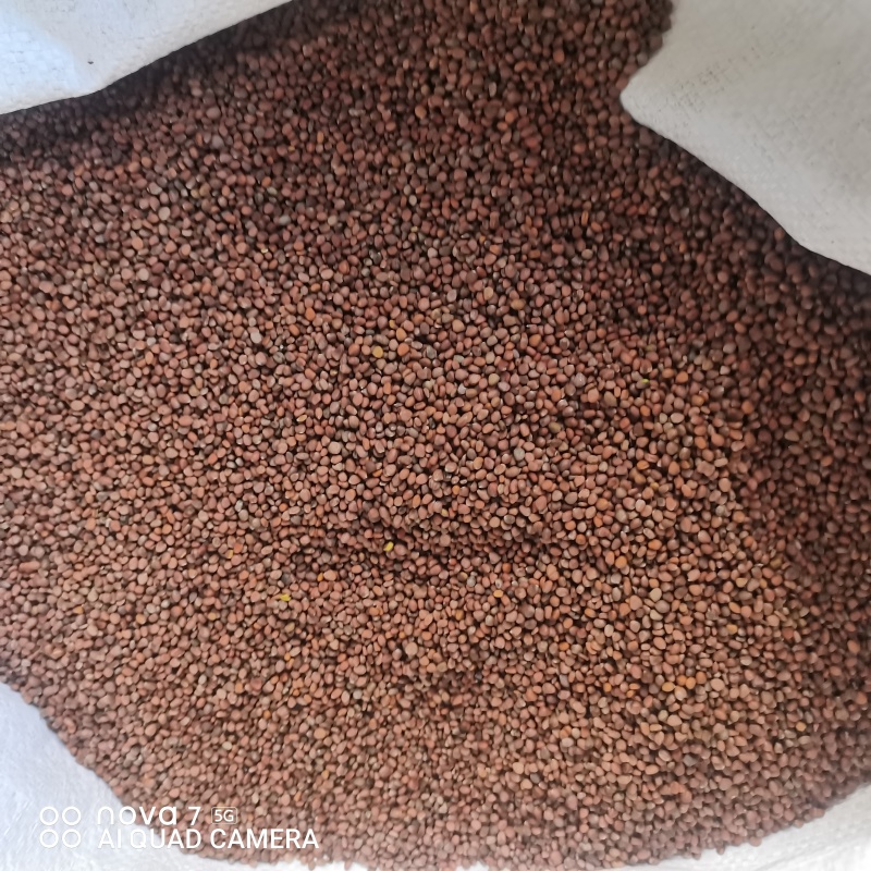 莱菔子生莱菔子炒莱菔子规格齐全支持一件代发