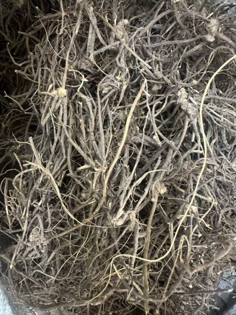 威灵仙云南野生威灵仙大货批发产地直发需要的老板详谈