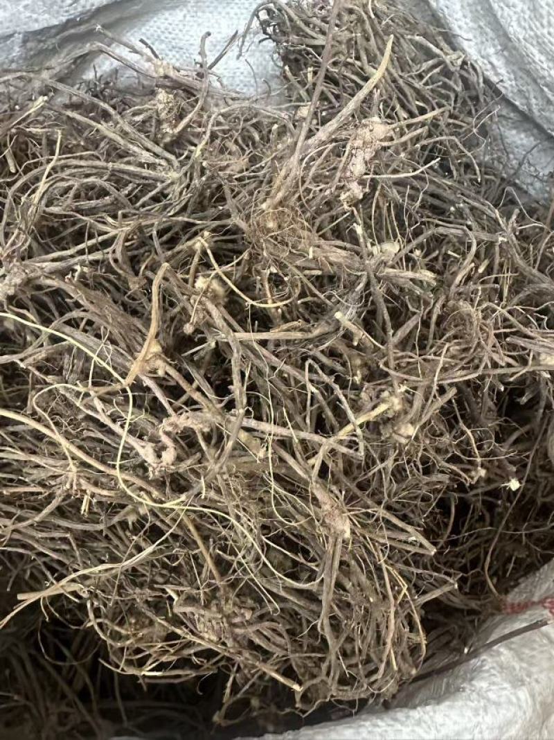 威灵仙云南野生威灵仙大货批发产地直发需要的老板详谈