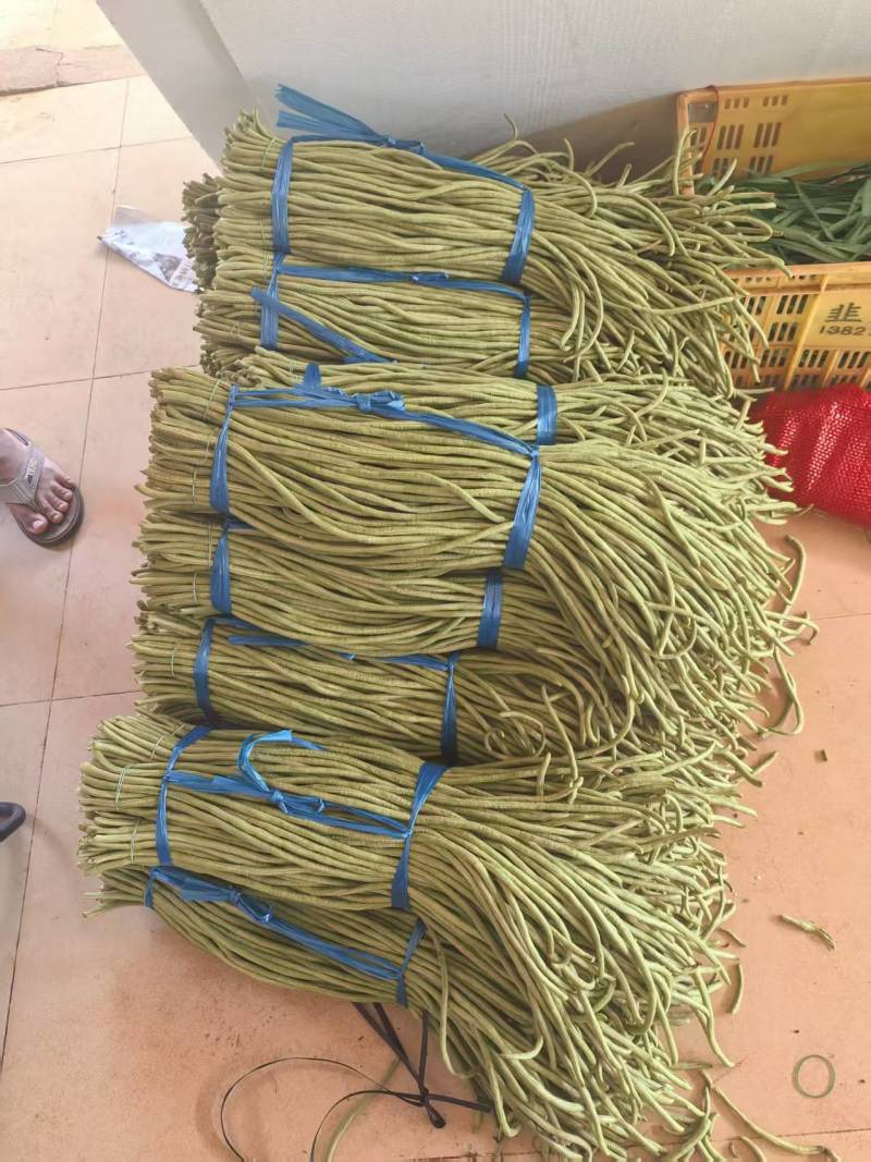 《青条豆角》精品长豆角/广东豆角/产地直发/整车批发供应