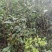 自家种植山茶花，根粗叶茂