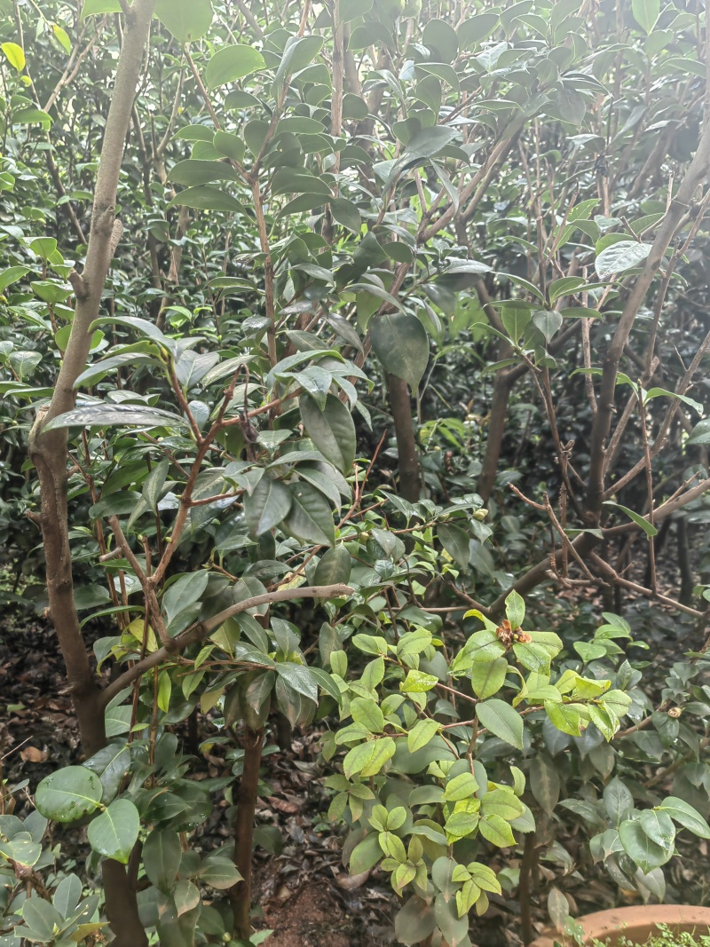 自家种植山茶花，根粗叶茂