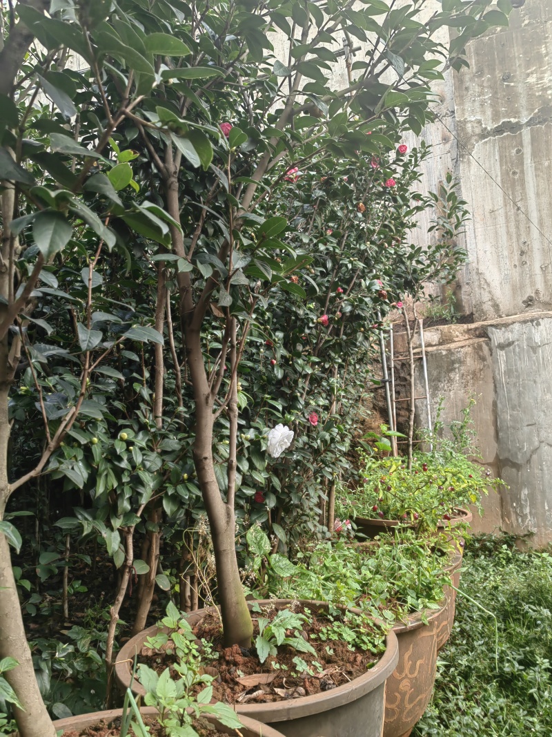 自家种植山茶花，根粗叶茂