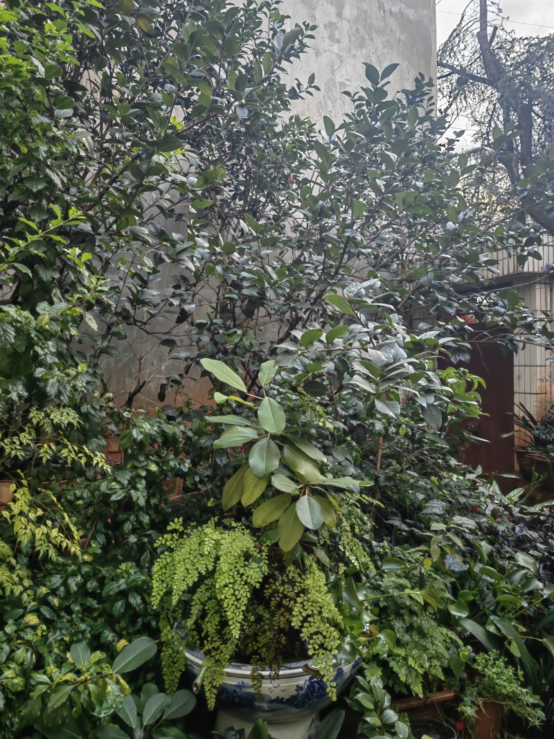 自家种植山茶花，根粗叶茂