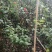 自家种植山茶花，根粗叶茂