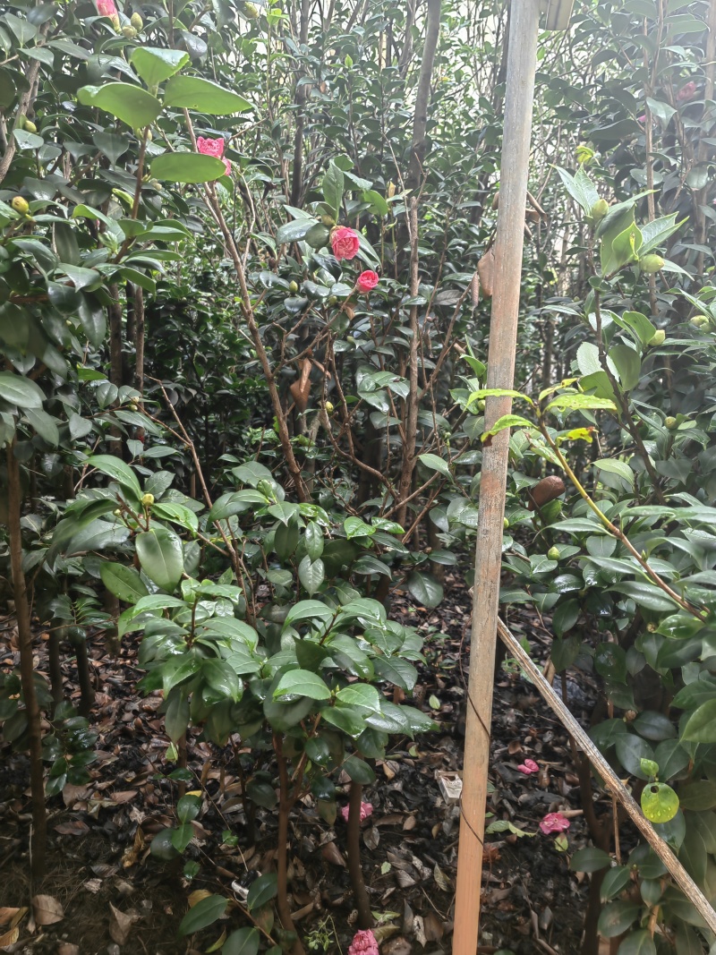 自家种植山茶花，根粗叶茂