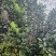 自家种植山茶花，根粗叶茂