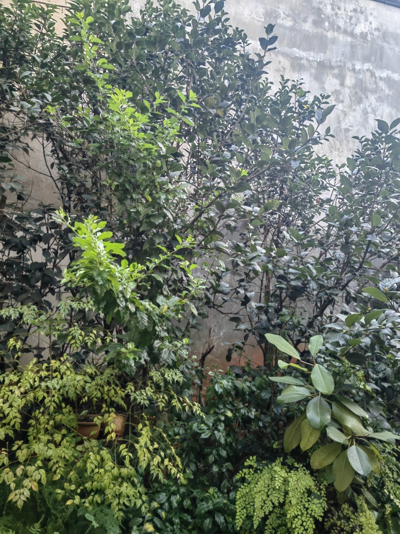 自家种植山茶花，根粗叶茂