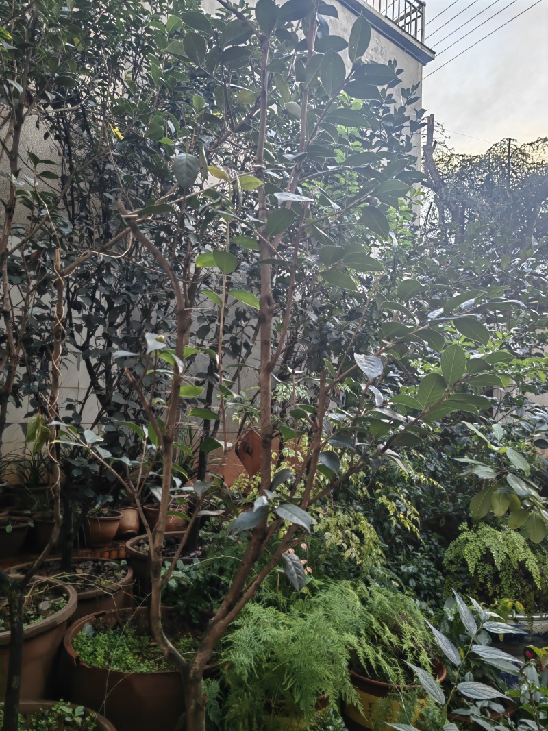 自家种植山茶花，根粗叶茂