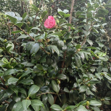 自家种植山茶花，根粗叶茂