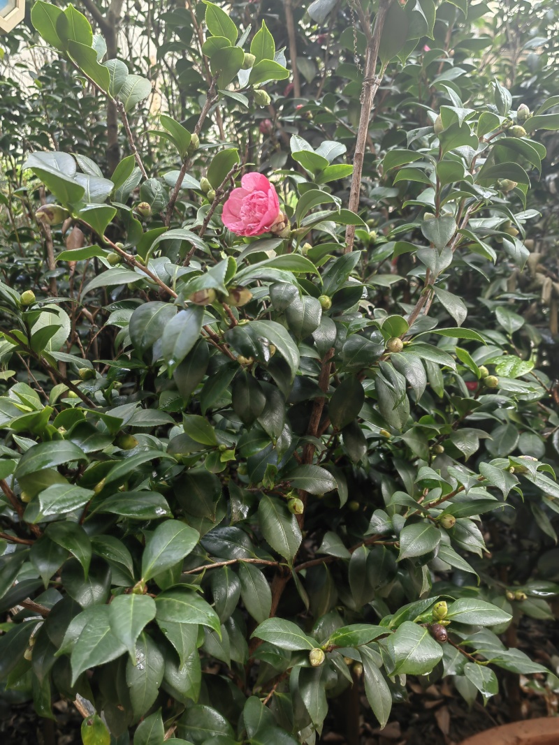 自家种植山茶花，根粗叶茂